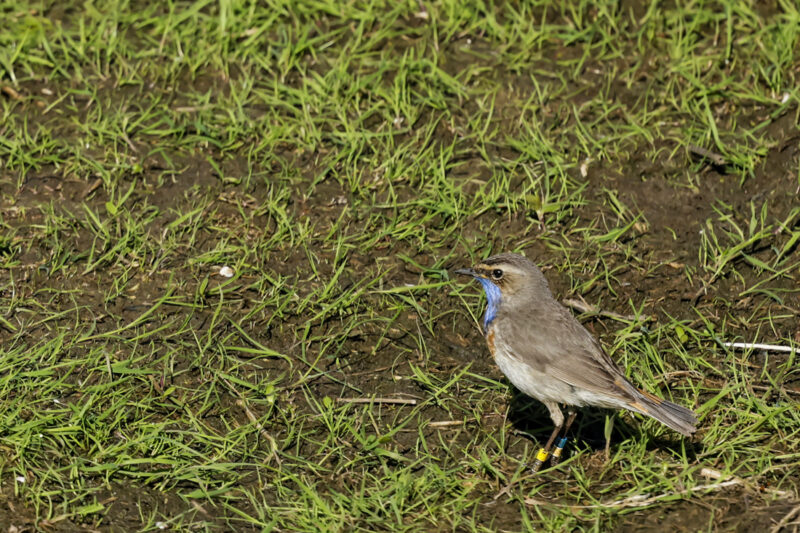 Gorgebleue à miroir bagué